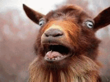 Screaming Goat GIF - Screaming Goat Montage GIFs