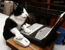 Cat Mouse GIF - Cat Mouse Computer GIFs