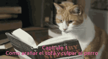 culpando al perro culpando al perro