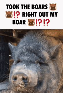 Boars GIF - Boars Boar GIFs