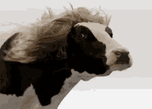 Cow Hair GIF - Cow Hair Breeze GIFs