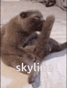 Skyline Cat Peniscat GIF - Skyline Cat Skyline Cat GIFs