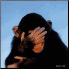 rire monkey