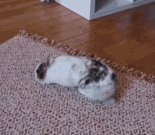 Lapin Cute GIF - Lapin Cute Bunny GIFs