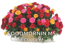 Flowers Red GIF - Flowers Red Roses GIFs