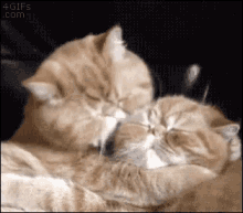 Cats Love GIF - Cats Cat Love GIFs