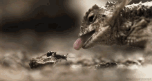 lizard predator prey ant wild lizard predator prey ant wild