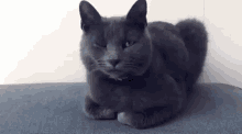 ma%C4%8Dka jacki zmurk%C3%A1 cink meow cat macka jackie ma%C4%8Dka jacki zmurk%C3%A1 cink meow cat macka jackie