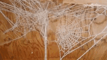 Web Side Story Spider Webs GIF - Web Side Story Spider Webs Spiders GIFs
