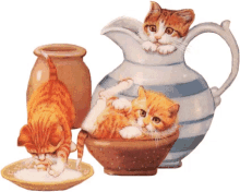 Cat Kettle GIF - Cat Kettle Dish GIFs