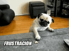 Un Perro Frustrado GIF - Perro Pug Frutrado Frutracion GIFs