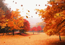 秋天 落葉 楓葉 楓紅 GIF - Autumn Leaves Maple Trees GIFs