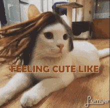 Feeling Cute Feeling Cute Like GIF - Feeling Cute Feeling Cute Like Cute Cat GIFs
