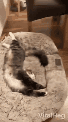 Cat Sleeping Viralhog GIF - Cat Sleeping Viralhog Cat Stretching GIFs