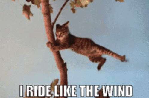 Ride Like The Wind Christopher Cross GIF - Ride Like The Wind Christopher Cross Kitty Cat GIFs