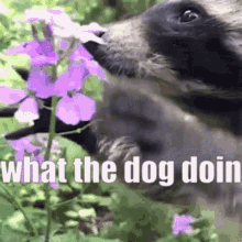 what the dog doin what the dog doin