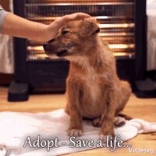 Adopt Save A Life Viralhog GIF - Adopt Save A Life Viralhog Adopt Dont Shop GIFs