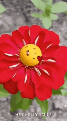 emoji good night flowers sweet dreams