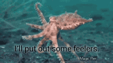 Feels Octopus GIF - Feels Octopus Put GIFs