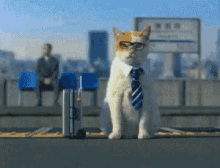 Business Cat GIF - Cat Business Bizcat GIFs