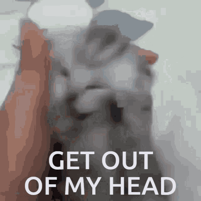 Get Out Of My Head Cat Gif Get Out Of My Head Cat Crazy Cat Discover Share Gifs