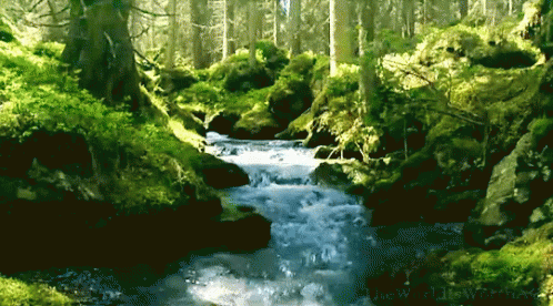 Asien hektar Afledning Nature GIF - Nature - Discover & Share GIFs