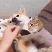 Cat Dog GIF - Cat Dog Cuddle GIFs