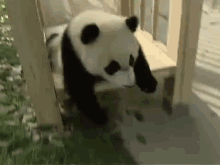 Pandas Sliding Gifs Tenor Pandas Sliding Gifs Tenor