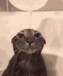 Googas Cat GIF - Googas Cat Shower GIFs