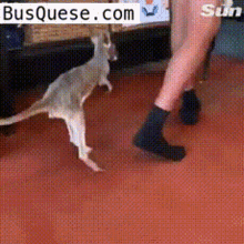 Baby Kangaroo Jumps GIF - Baby Kangaroo Jumps Following GIFs