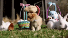 Play Time GIF - Rabbit Rabbit Rabbit Puppy Bunny Ears GIFs
