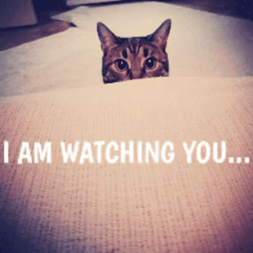 Watchingyou Peeking Gif Watchingyou Peeking Kitten Discover Share Gifs
