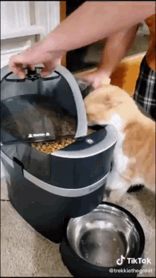Cat Catfood Cronch Steal GIF - Cat Catfood Cronch Steal GIFs