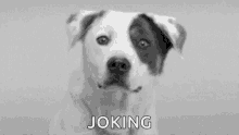 dog smile joking animal lmao