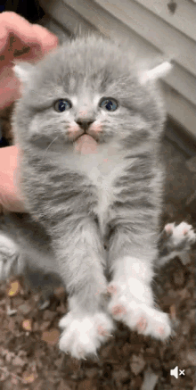 Angry Cat No Touch GIF - Angry Cat No Touch Fierce GIFs