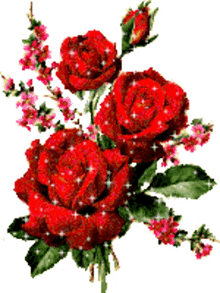 rose rose