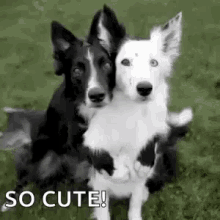 Friends Dogs GIF - Friends Dogs I Love You GIFs