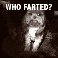 Fart Dog GIF - Fart Dog Not Me GIFs
