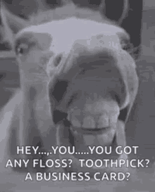 Horse Teeth GIF - Horse Teeth GIFs
