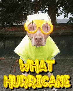 Hurricane Party Hurricane Winds GIF - Hurricane Party Hurricane Winds What Hurricane GIFs