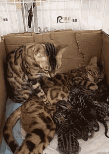 Cats Mothers GIF - Cats Mothers Love GIFs