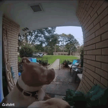 Ring Camera Gloop GIF - Ring Camera Gloop Dog GIFs