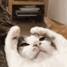 Hatkiddo Cat GIF - Hatkiddo Cat Chilling GIFs
