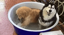 dogs happy cooling off that one friend husky