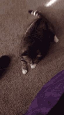 Cat Leaving GIF - Cat Leaving Bye GIFs
