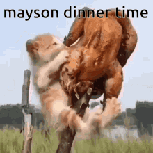Mayson Dinner GIF - Mayson Dinner Food GIFs