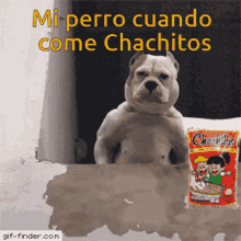 Chachitos Perro GIF - Chachitos Perro Memes De Chachitos GIFs