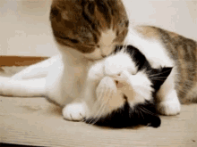 Cats Lick GIF - Cats Lick Bathing GIFs