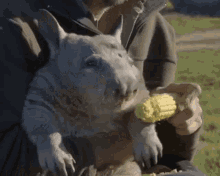 Wombat Anger GIF - Wombat Anger Eating GIFs