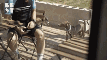 Goat Animal GIF - Goat Animal Pet GIFs
